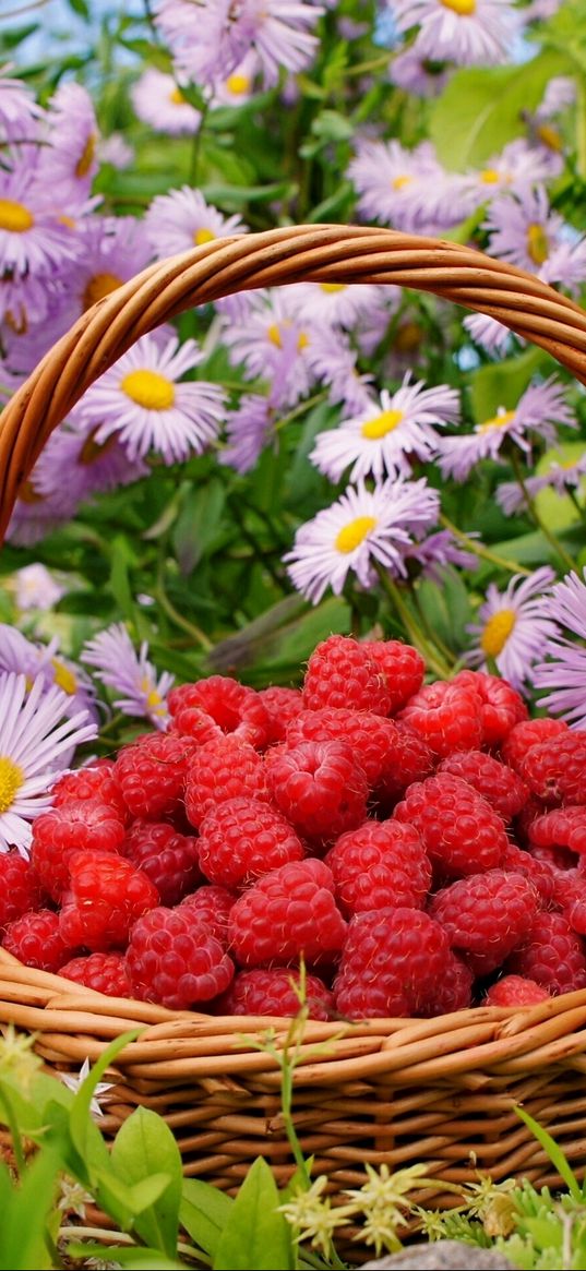 raspberries, berries, baskets, flowers