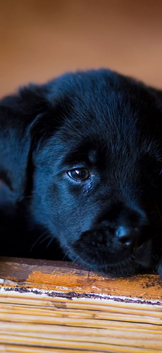 puppy, labrador, retriever, look