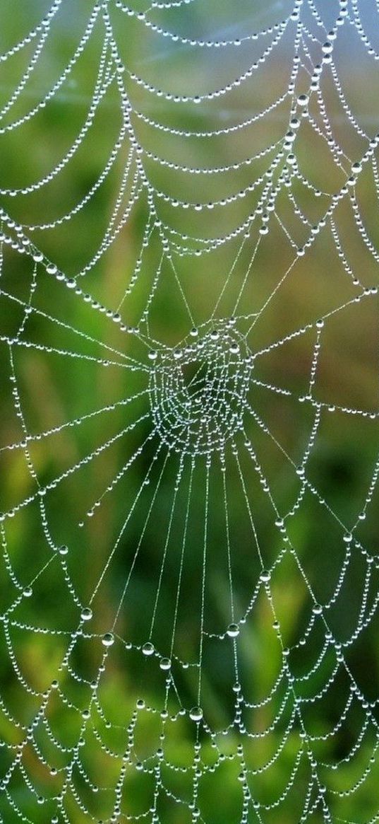 cobweb, drops, wet, grass