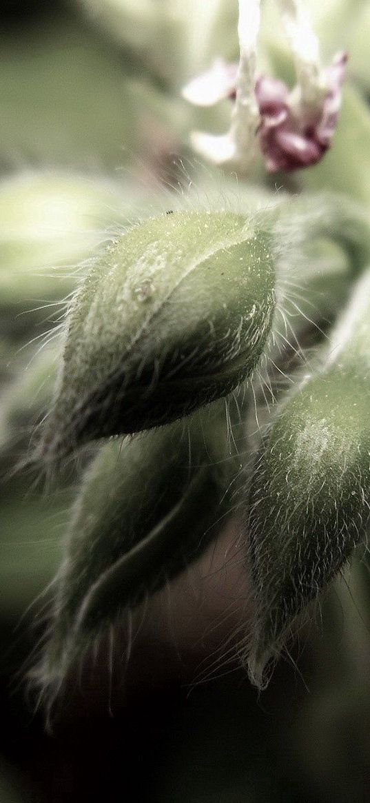 flower, velvety, green, young, flowering