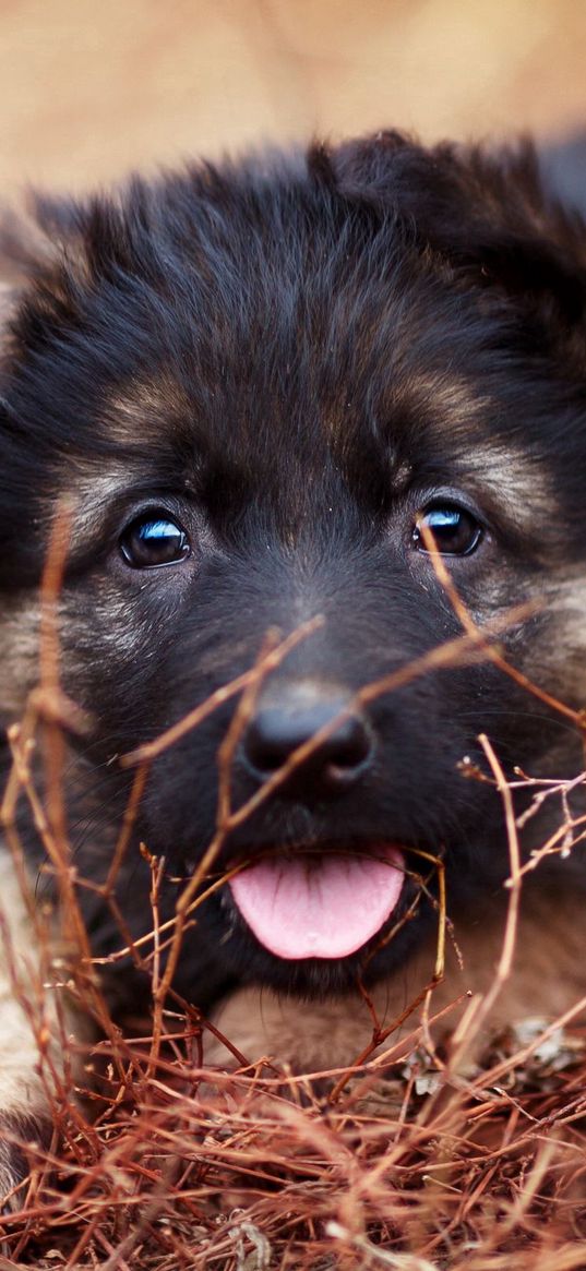 puppy, snout, eyes, protruding tongue