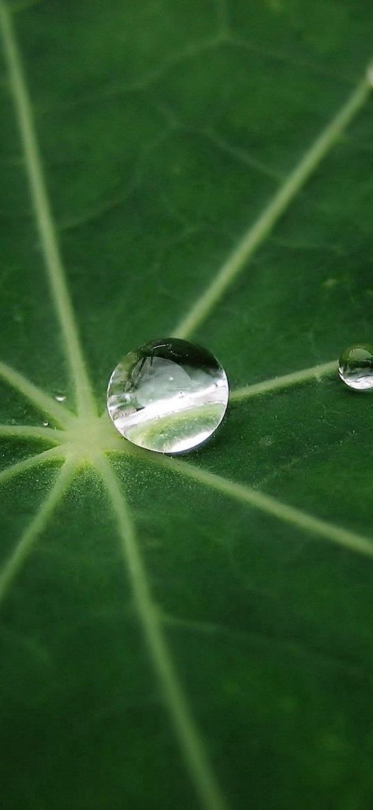 leaf, drop, dew, green, form