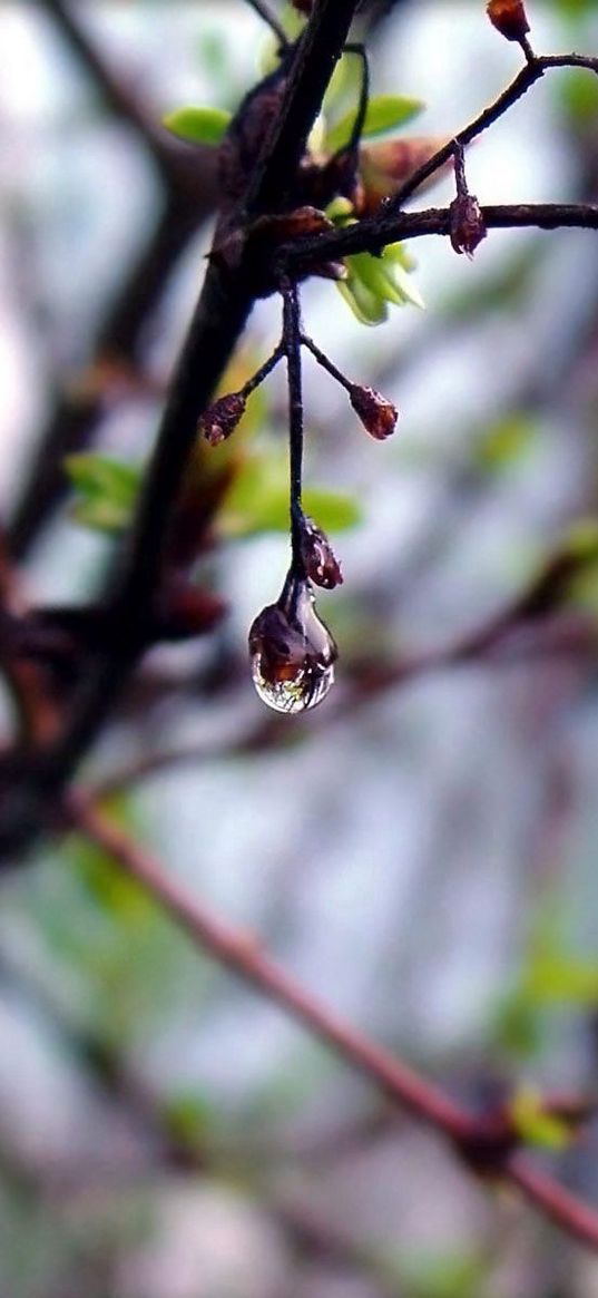 drops, plant, tree, spring