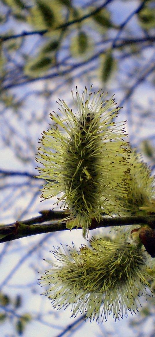 willow, tree, twig, flower, spring