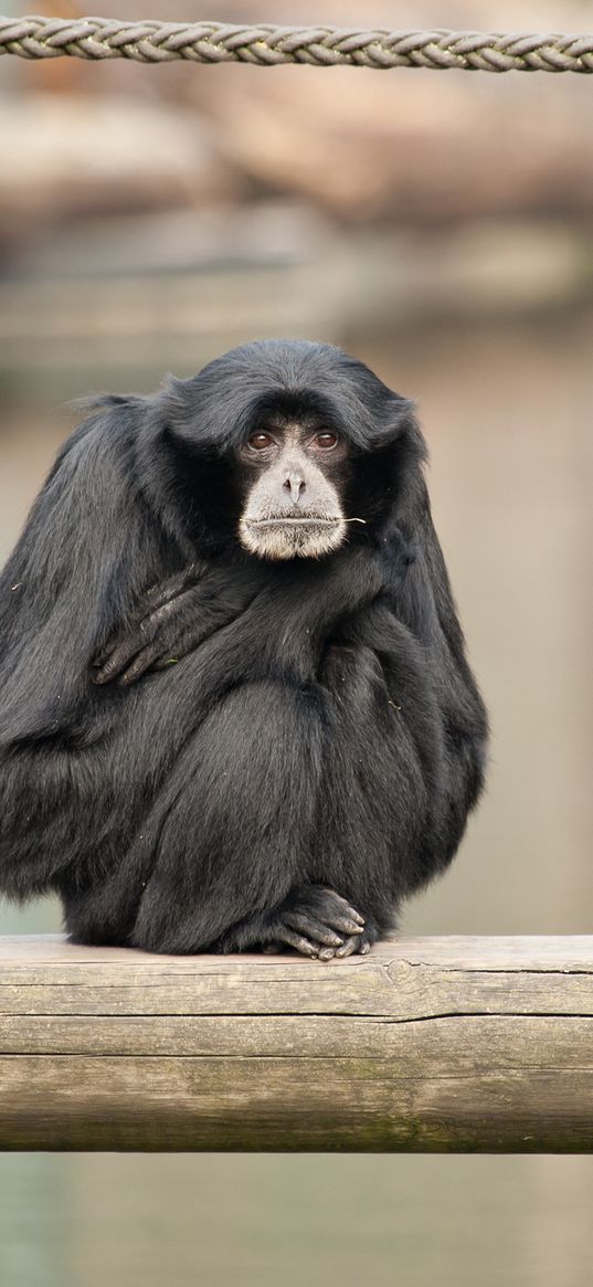 siamang, monkeys, primates, animals