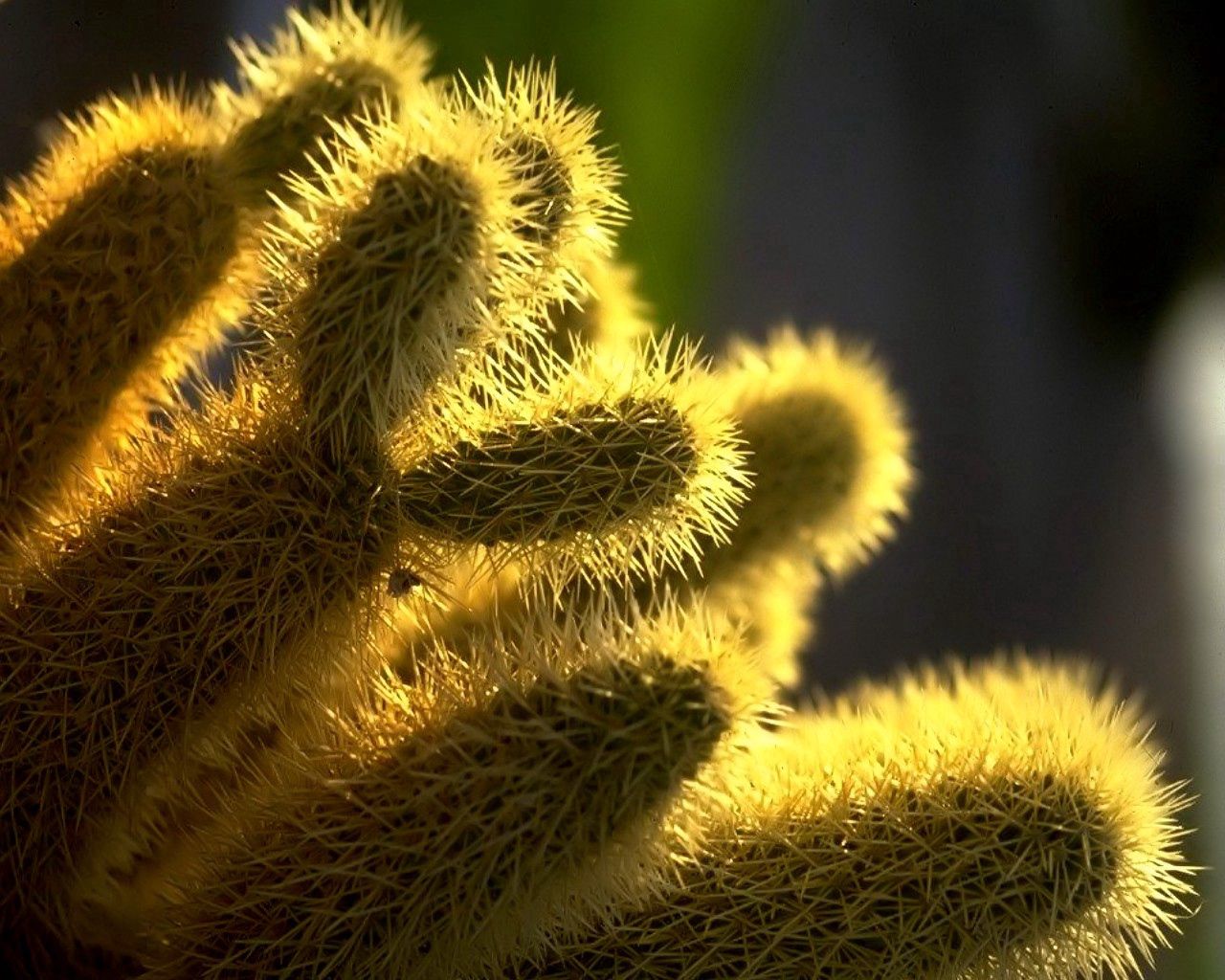 cactus, light, bright, thorns