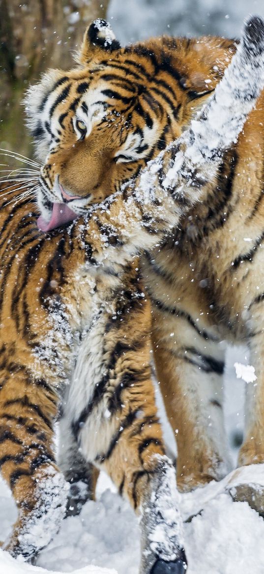 amur tiger, snow, baby, big cat, predators