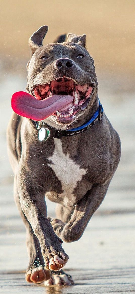 dog, run, shore, protruding tongue