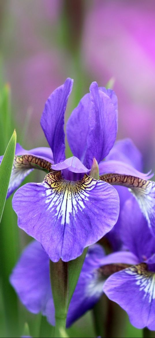 irises, flowers, petals, lilac