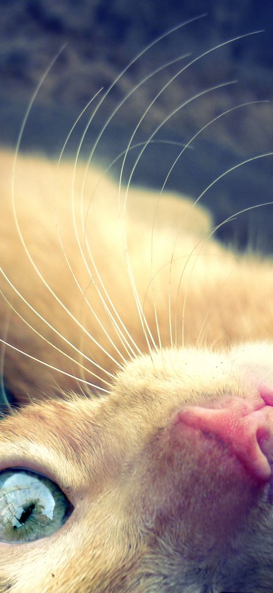 cat, face, red, hair, eyes