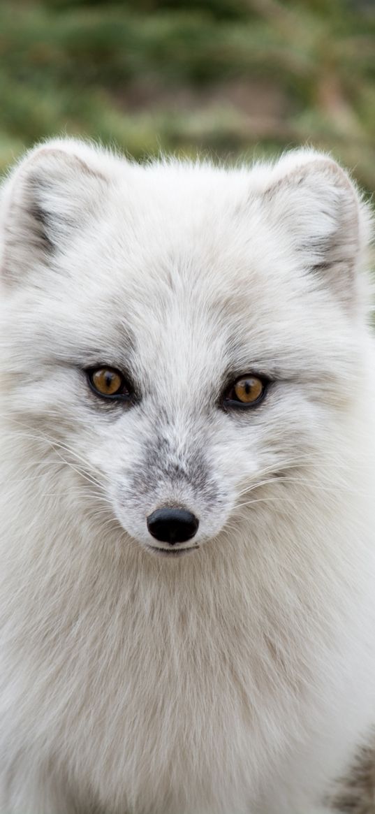 arctic fox, polar fox, predator, muzzle, white, fur