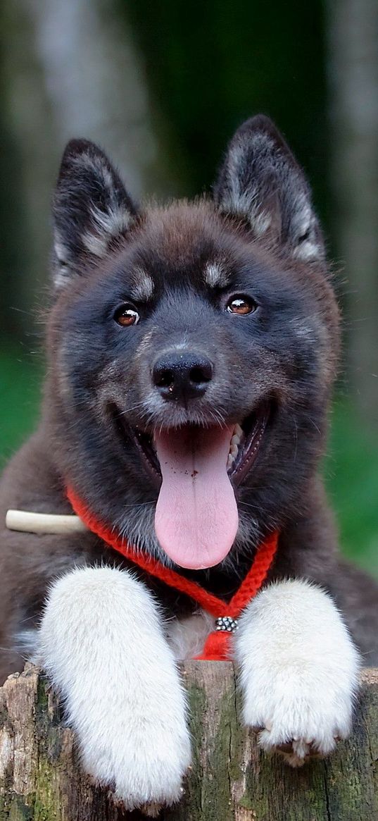 puppy, dog, protruding tongue, collar