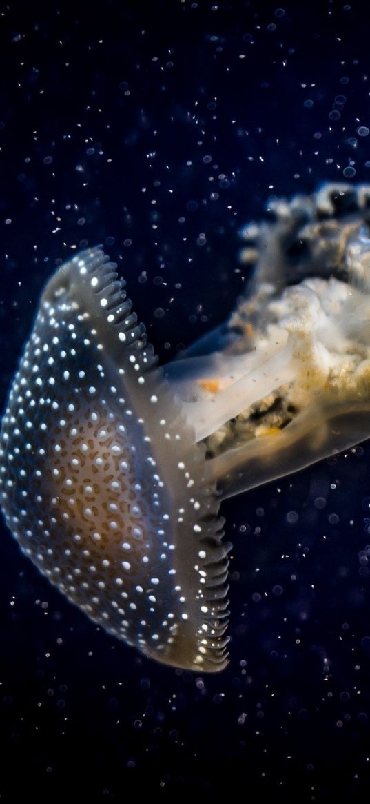 jellyfish, underwater, dark