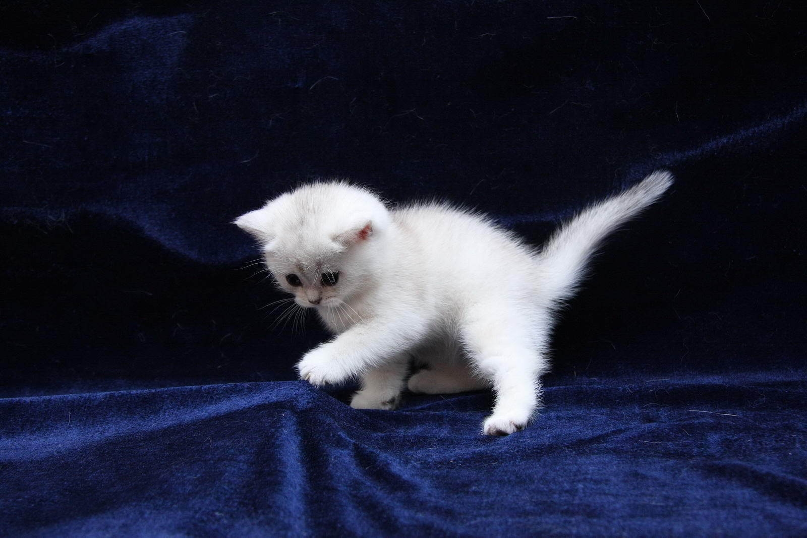 kitten, white, blue, silk