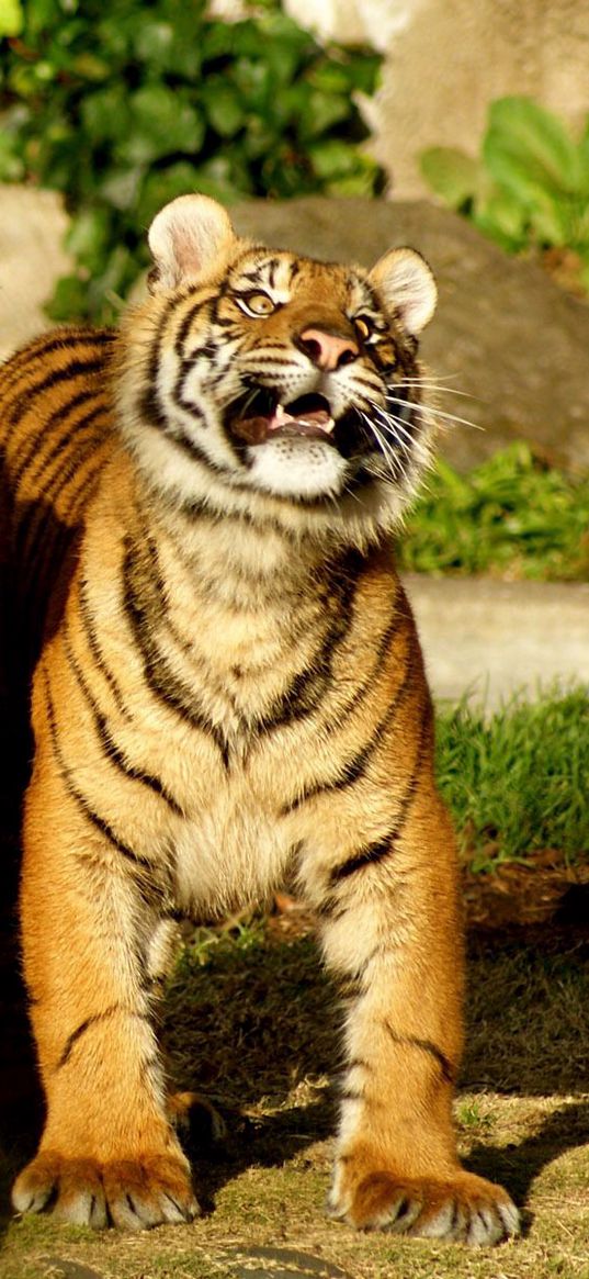 tiger, couple, cubs, striped