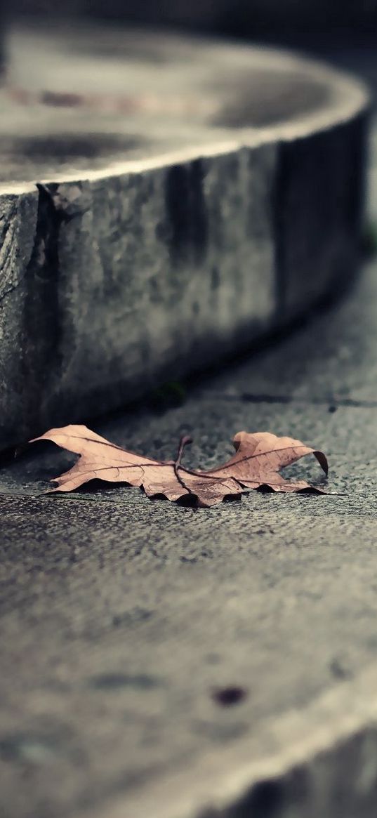 leaf, autumn, dry, fallen, steps