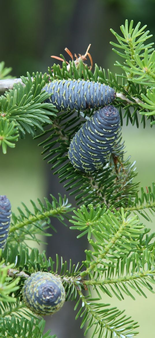 pine needles, pine cones, tree, branches