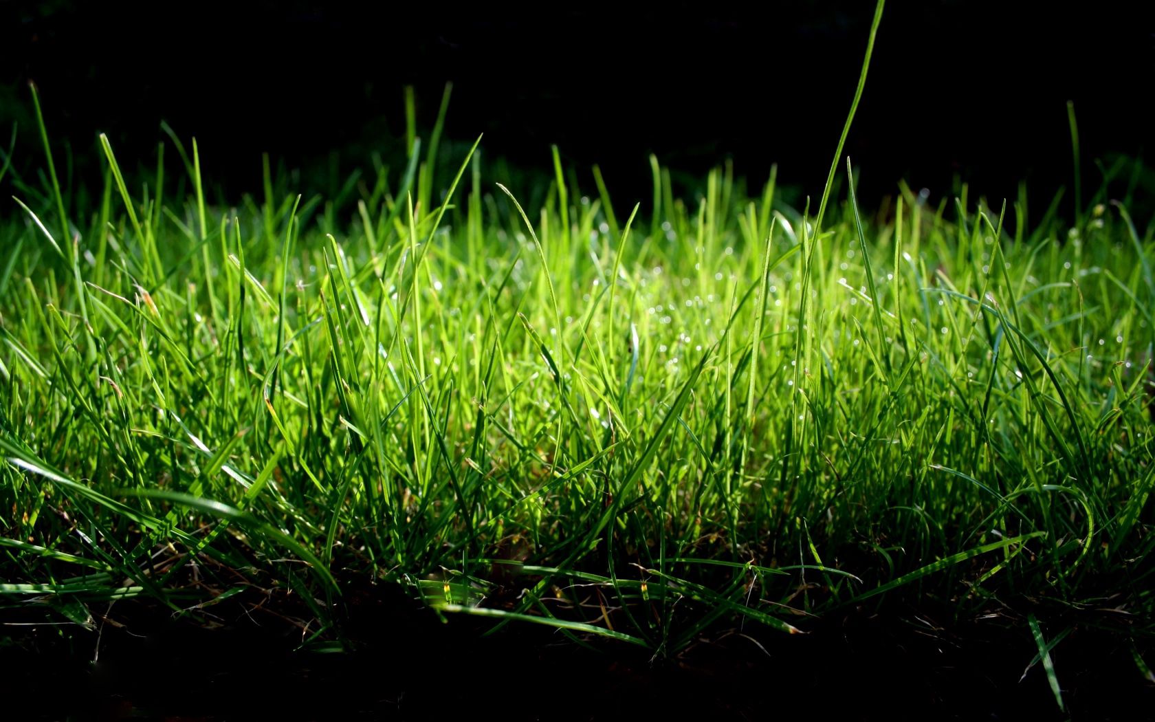 grass, shade, green