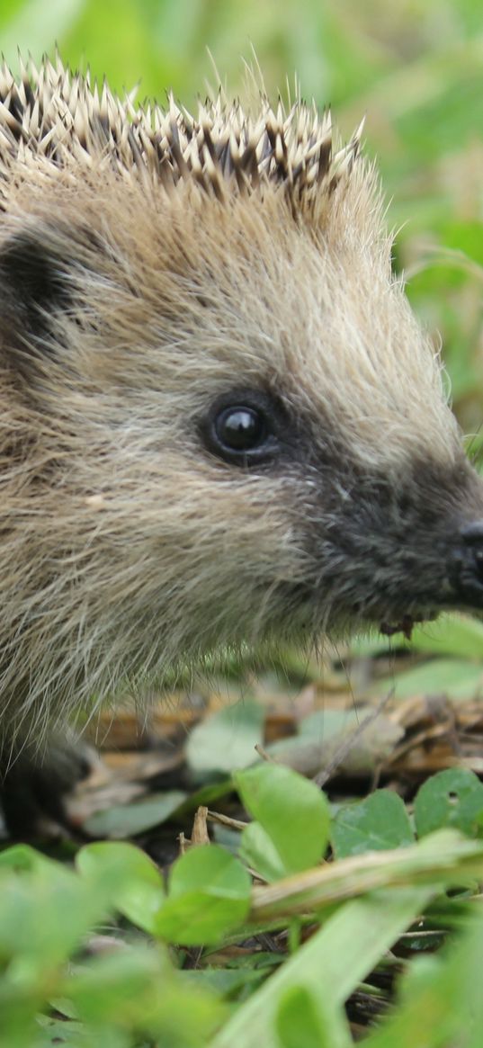 hedgehog, grass, muzzle, spikes