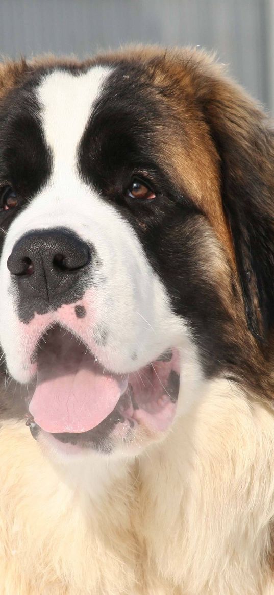 st bernard, face, tongue, mouth, lifeguard