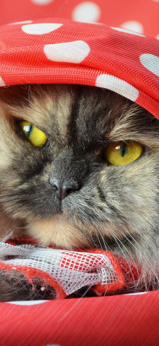 cat, fluffy, shawl, lying, face