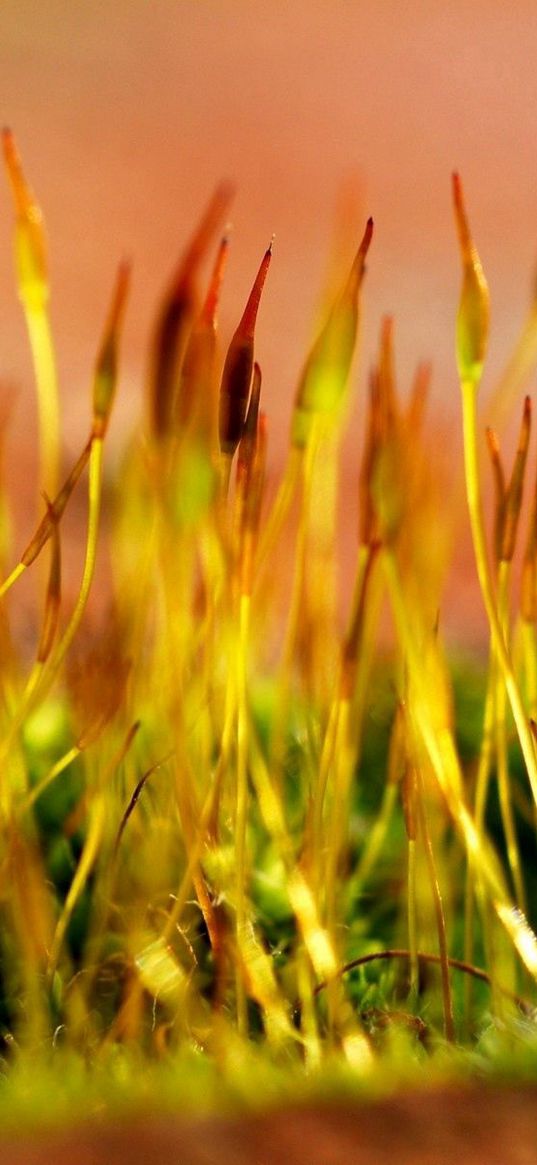 grass, dry, form, yellow