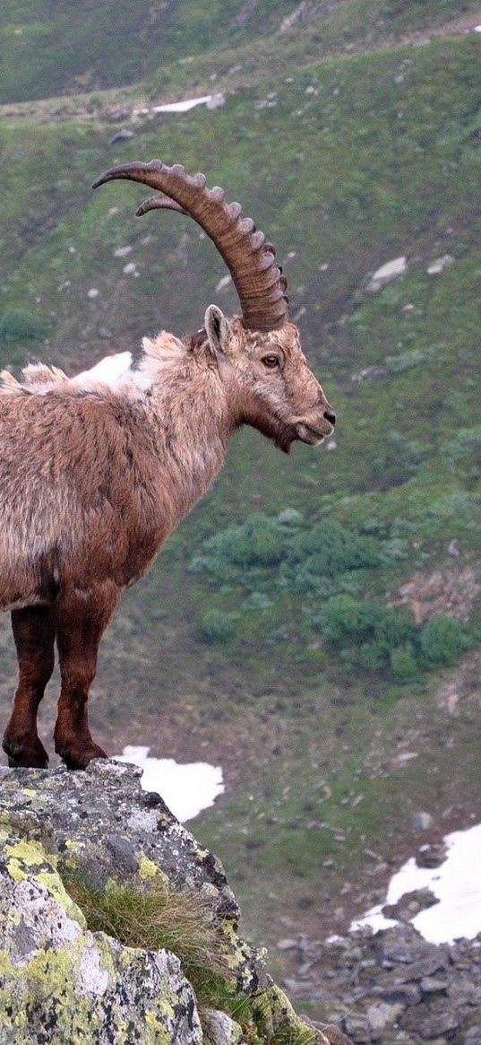 goats, mountain, couple, stand, open