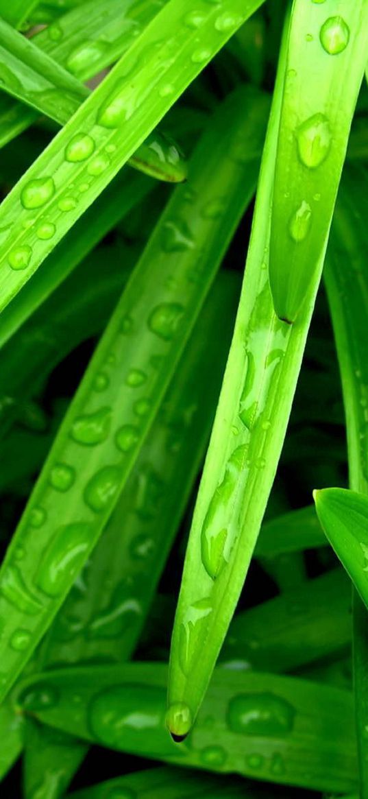 grass, green, wet, drop