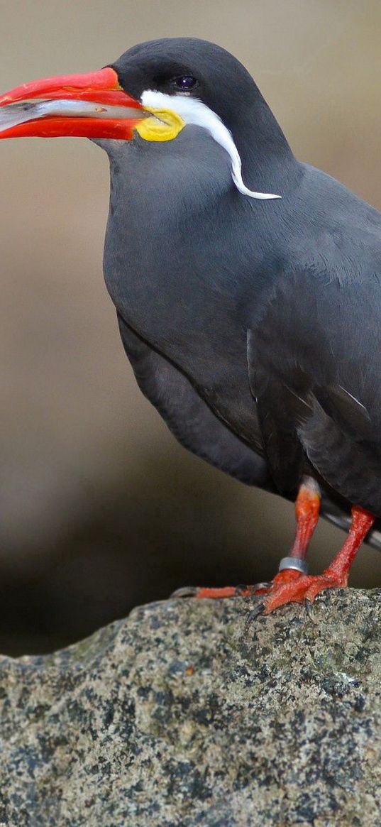 inca tern, mustache, bird