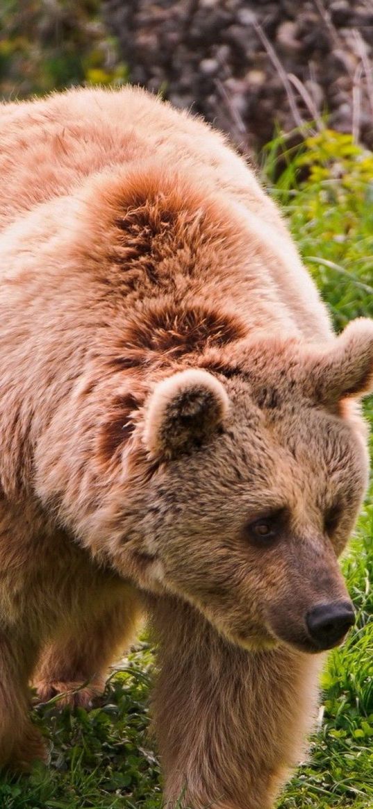 bears, couple, walk, grass