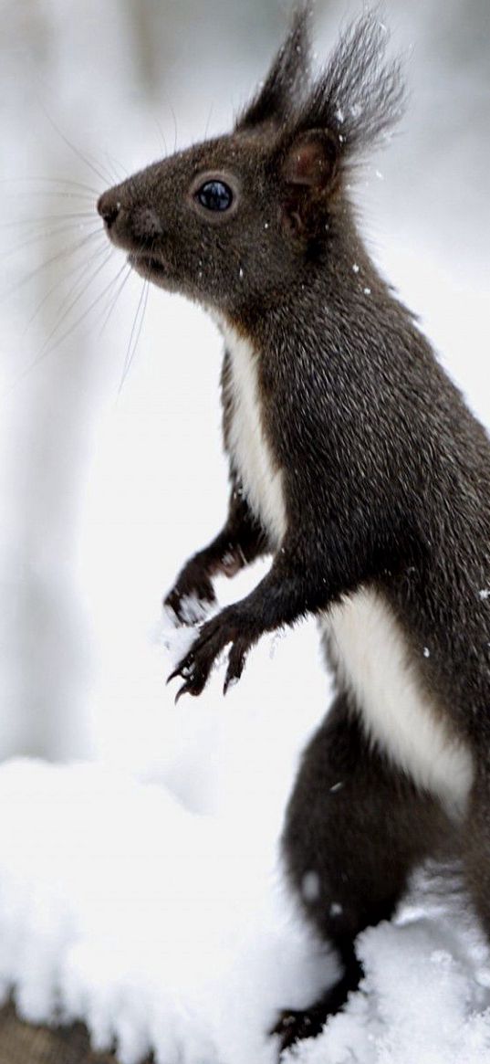 squirrel, snow, on his hind legs