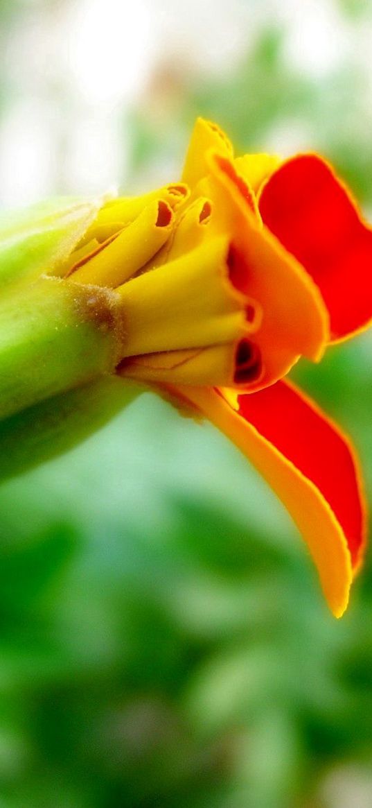 flower, orange, red, bud