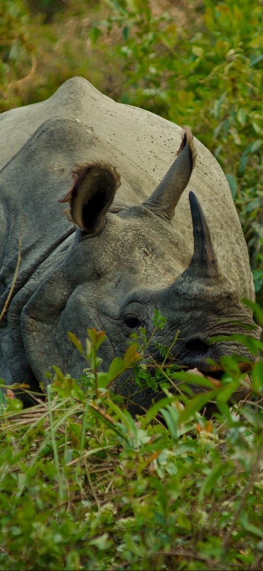 rhino, grass, hide, horn