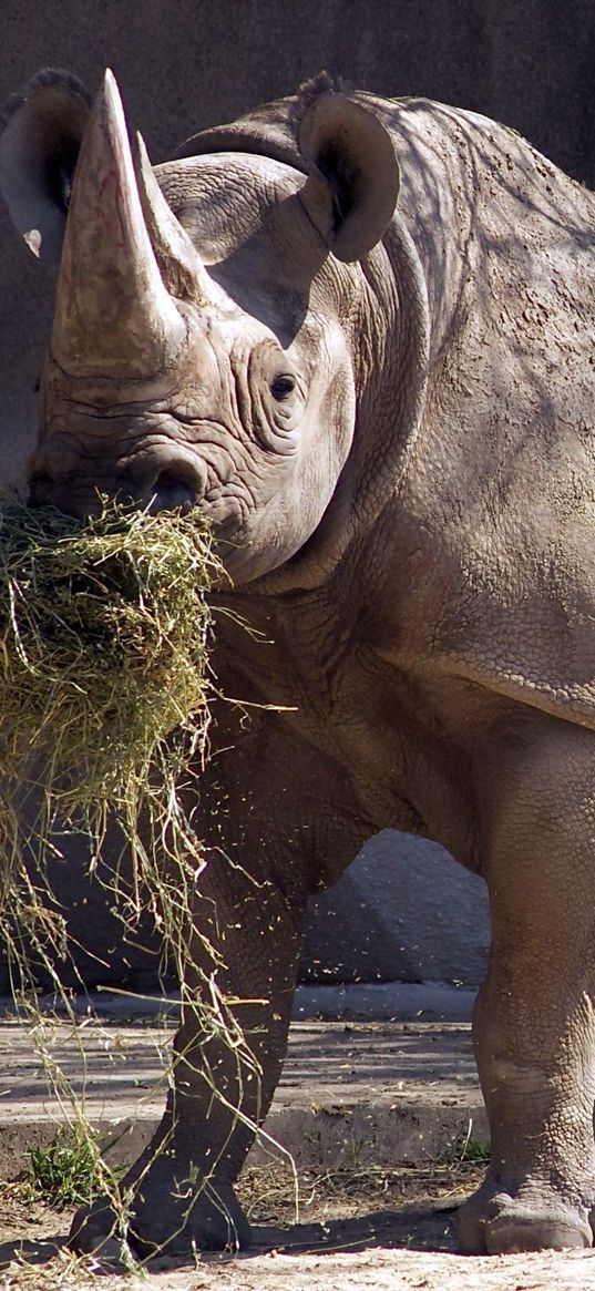 rhino, grass, nature reserve, large