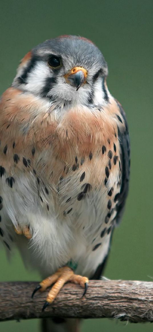 bird, small, tree, sit