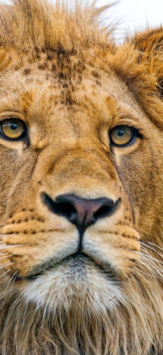 lion, young, predator, eyes, face