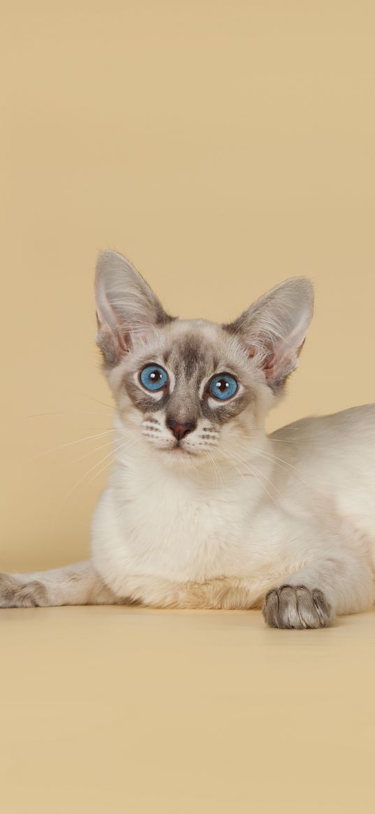 bali, balinese, balinese cat, breed, color