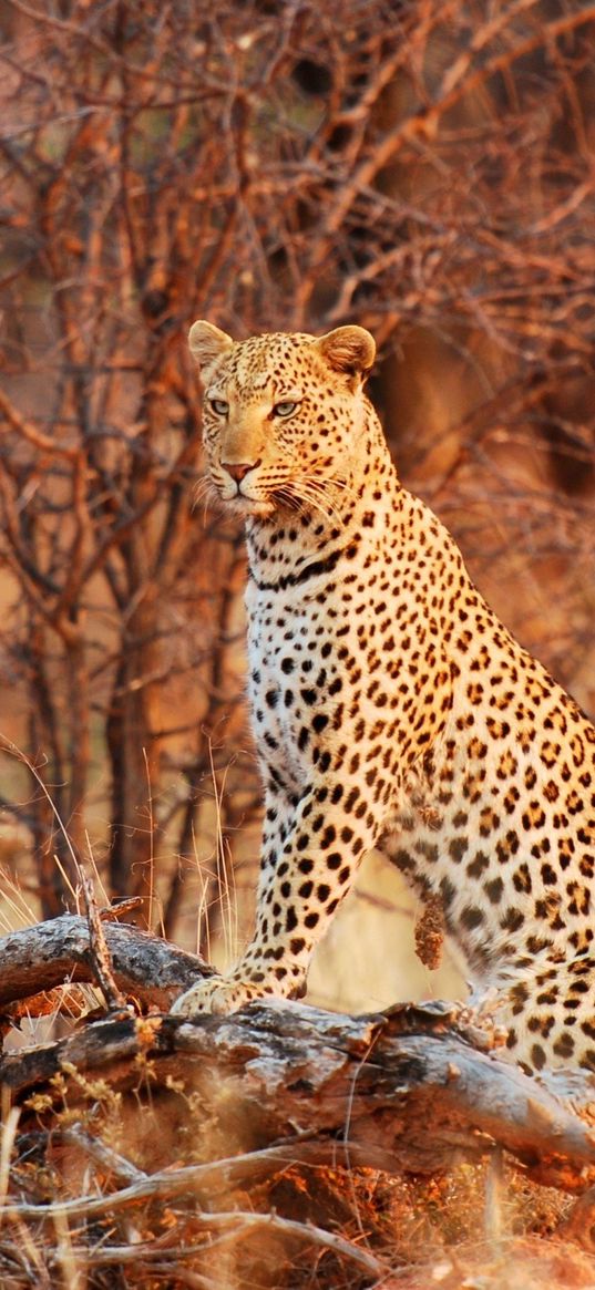 leopard, wild cat, grace, nature, predator