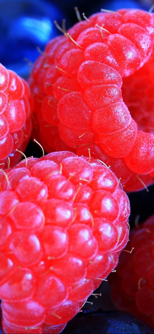 raspberries, cranberries, berry, close-up