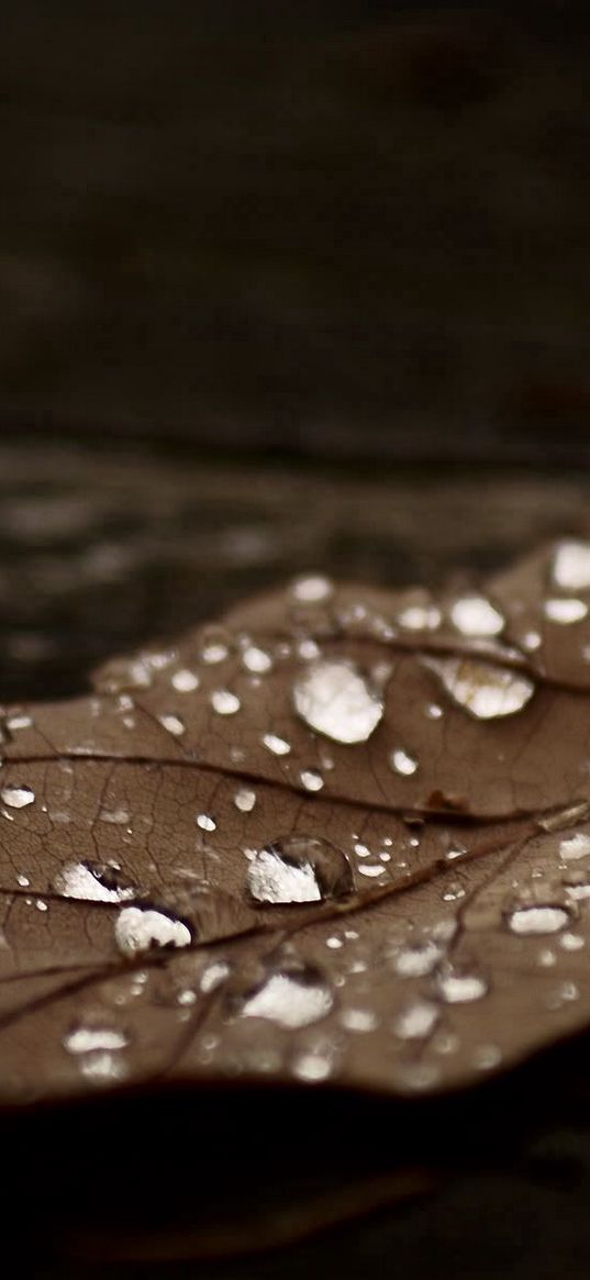 leaves, dry, autumn, brown, dark