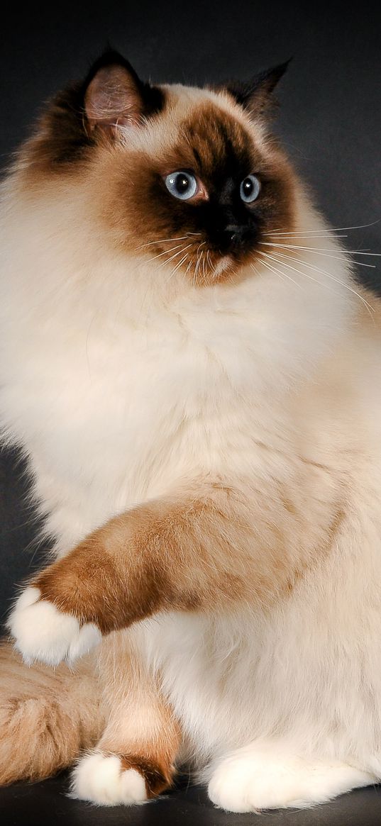 ragdoll, cat, breed, color, fluffy