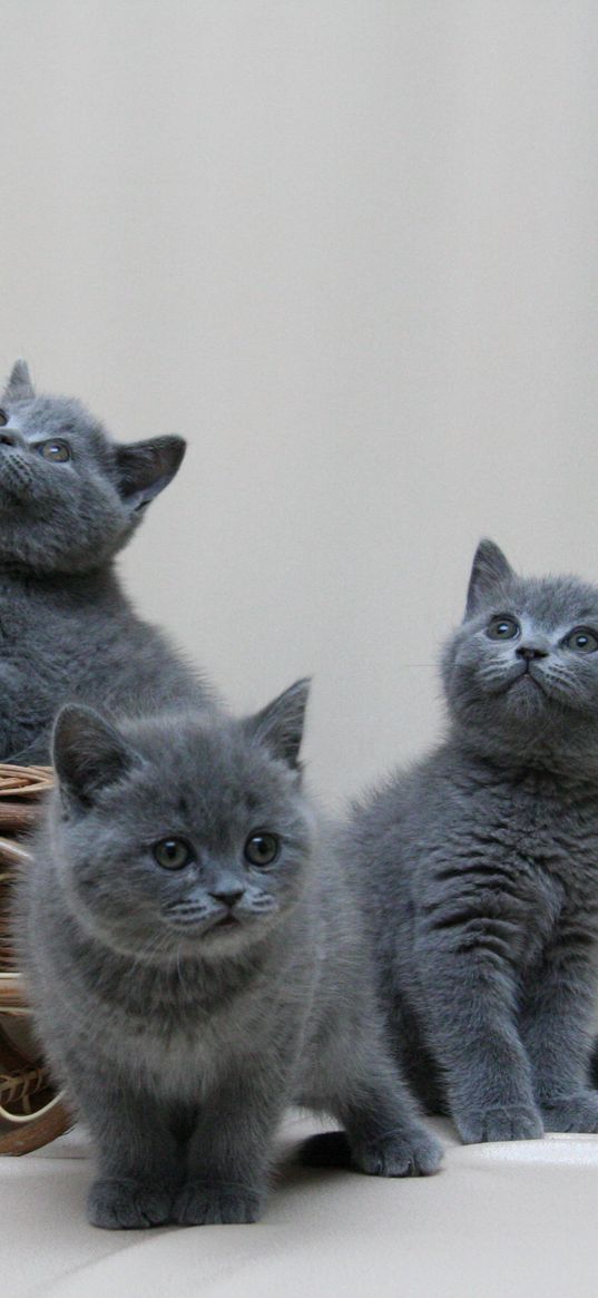 kittens, british, color, thumbnail, photoshoot