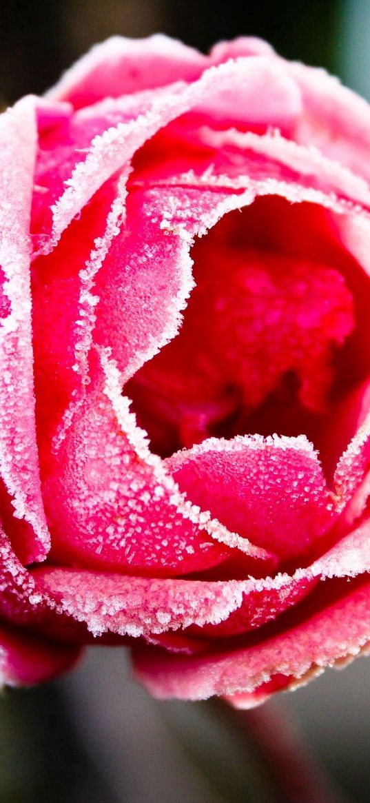 rose, red, frost, cover