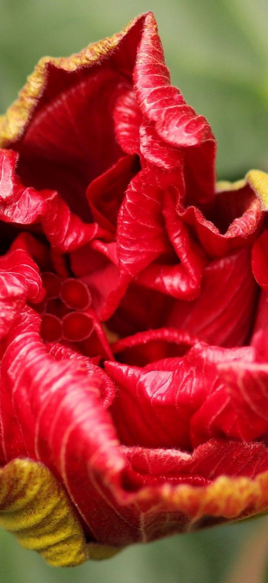 flower, bud, bloom, red, stem