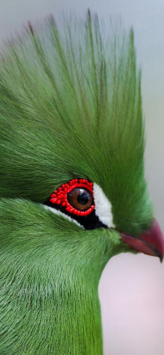 guinea turaco, poultry, profile, eyes, bright color