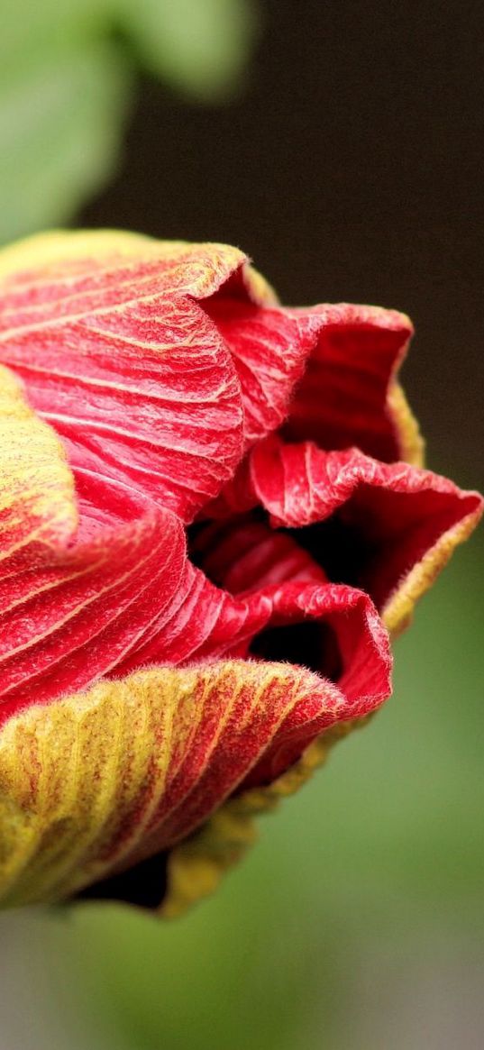 flower, bud, dry, stem