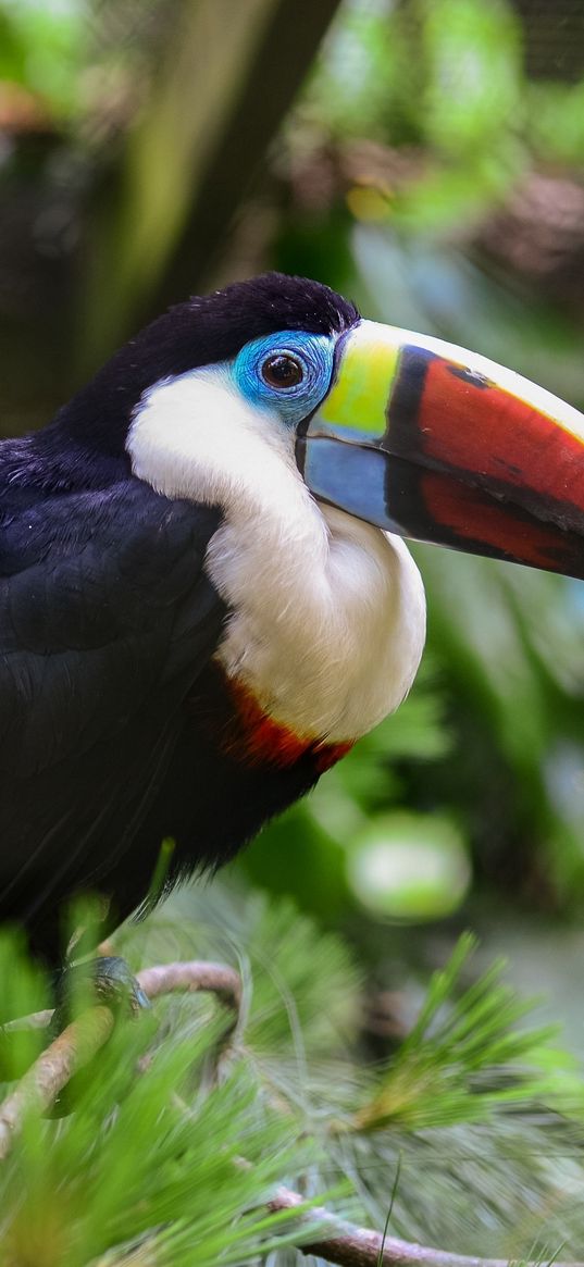 toucan, bird, beak, feathers, thickets