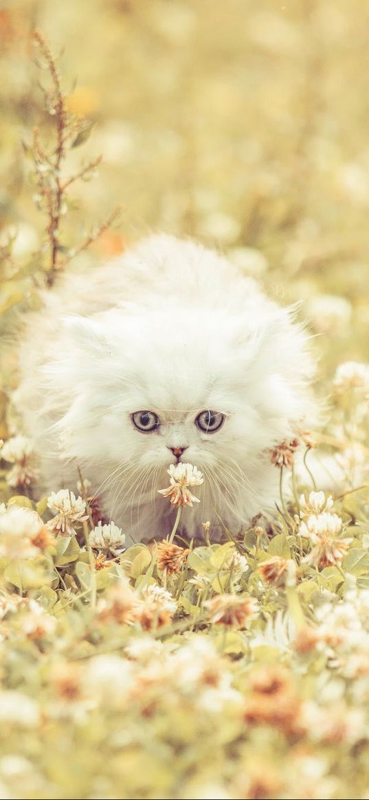 kitten, fluffy, grass, flowers, run