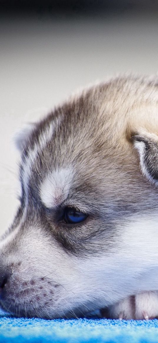 husky, puppy, snout, blue-eyed