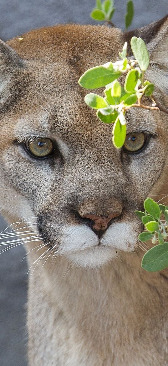 cougar, puma, wild cat, predator, branch